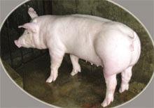 斯格種豬 斯格種豬