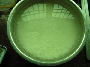 黑椒檸檬肉粽 黑椒檸檬肉粽