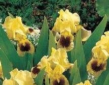 短旗鳶尾 短旗鳶尾