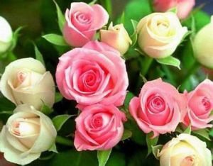 玫瑰產業化綜合開發 玫瑰產業化綜合開發