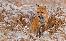 小狐狸[科普動畫《小狐狸發明記》角色]