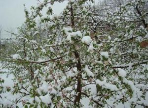 蘋果低溫凍害 蘋果低溫凍害