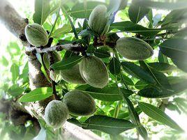 長軟巴旦木 長軟巴旦木