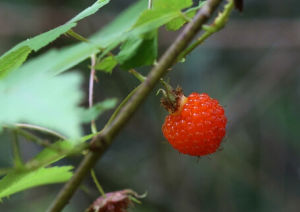三裂中南懸鉤子 三裂中南懸鉤子