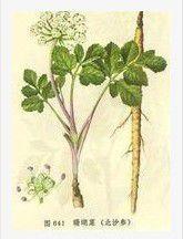 百合沙參湯 百合沙參湯