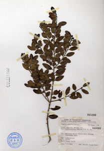 太平山冬青 太平山冬青