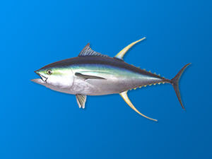 黃鰭鮪魚 黃鰭鮪魚
