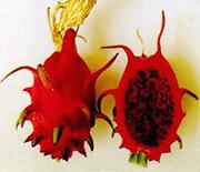 泰國情人果 泰國情人果