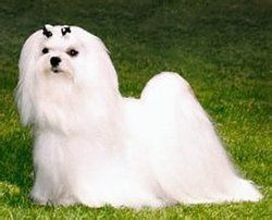 馬爾他捲毛獅子犬