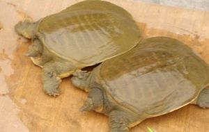 甲魚綜合症來自於甲魚的生活習性