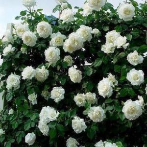 白花薔薇 白花薔薇