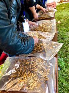 那曲魅力蟲草節