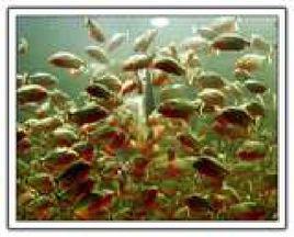 水虎魚[硬骨魚綱動物]