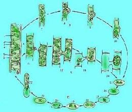 銀川轉板藻 銀川轉板藻