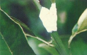 柑橘灰色膏藥病 柑橘灰色膏藥病