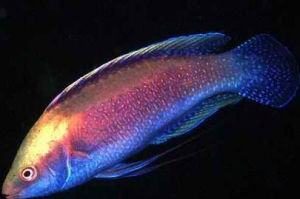 斑點鸚鵡 斑點鸚鵡