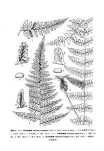 軟刺蹄蓋蕨 軟刺蹄蓋蕨