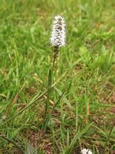 珠芽蓼(原變種) 珠芽蓼(原變種)