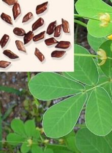 決明子[豆科草本植物]