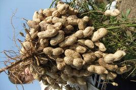 豐花6號 豐花6號