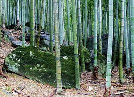 毛竹效應 毛竹效應