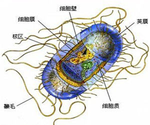 化能自養 化能自養