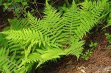 黃山膜蕨 黃山膜蕨