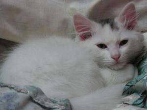 土耳安哥拉貓土耳其安哥拉貓