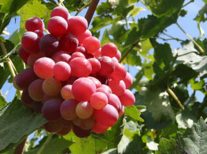 晚紅葡萄 晚紅葡萄