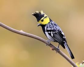 黃臉擇蜜鳥 黃臉擇蜜鳥