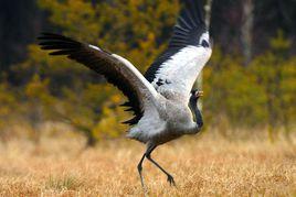 棲所隔離 棲所隔離