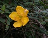 西南金絲梅 西南金絲梅