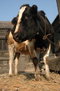 九號是一頭溫柔強健的大奶牛