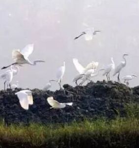 白鷺天堂 白鷺天堂