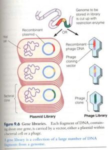 基因文庫 基因文庫