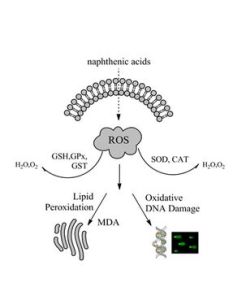 脂質過氧化 脂質過氧化