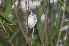 紋胸蟻鷯 紋胸蟻鷯