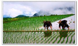 播種[委內瑞拉詩歌]