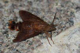 長喙天蛾 長喙天蛾