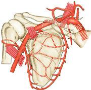 肩胛動脈網 肩胛動脈網