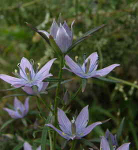直毛獐牙菜 直毛獐牙菜