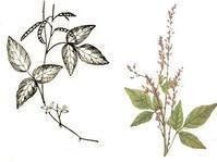 圓節山螞蝗 圓節山螞蝗