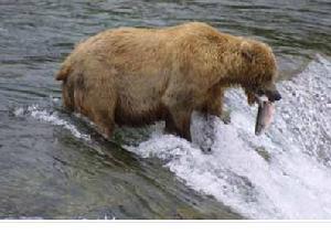 棕熊在卡特邁的河流中捕鮭魚