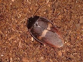 地鱉蠊科 地鱉蠊科