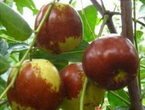 板石溝大棗 板石溝大棗