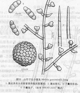 山竹子生小煤炱