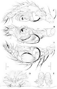 螺形龍角蛛（詳見參考資料）