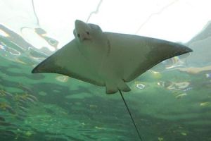 澳洲扁鯊 澳洲扁鯊