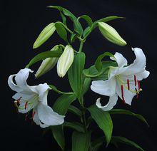 百合[百合科百合屬植物]