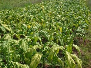 花同村經濟作物－烤菸